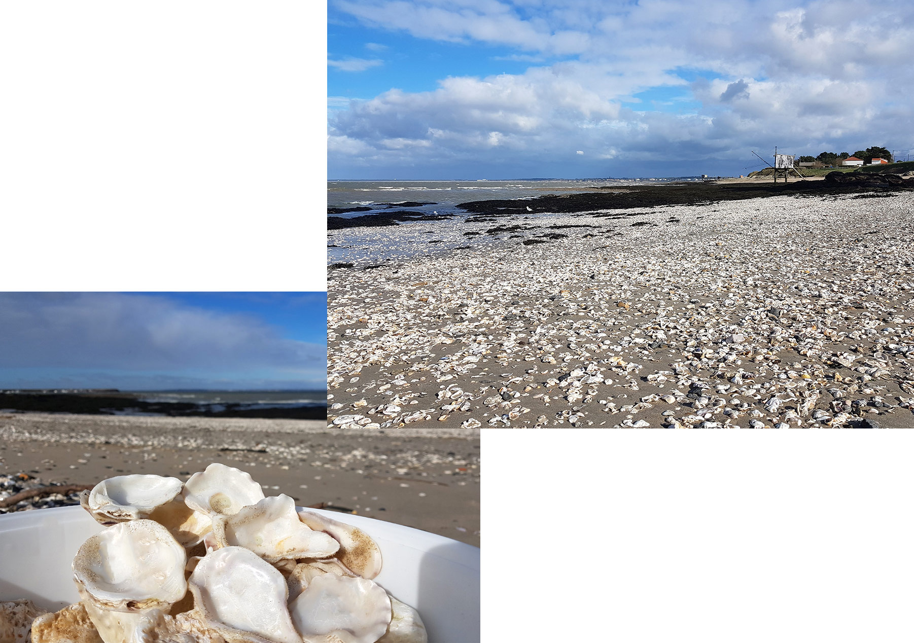 coquillages-plages-bretagne